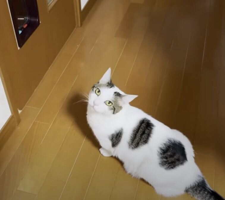 見上げる猫