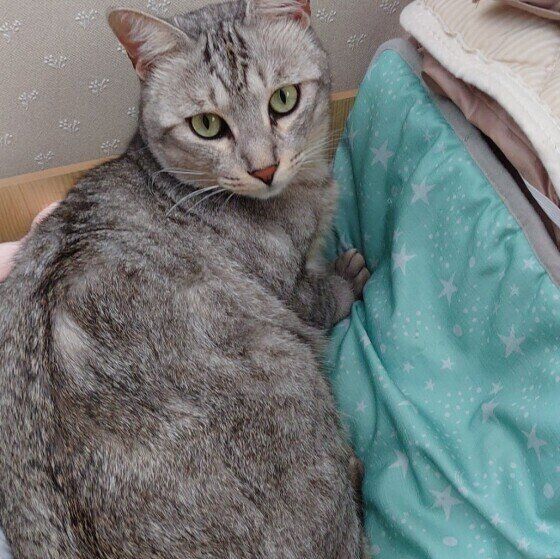 見つめてくるサバトラ猫