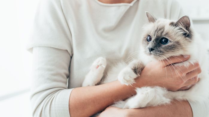 子猫を「抱っこ好き」にしたい! 猫が安心する上手な抱き方|ねこのきもちWEB MAGAZINE