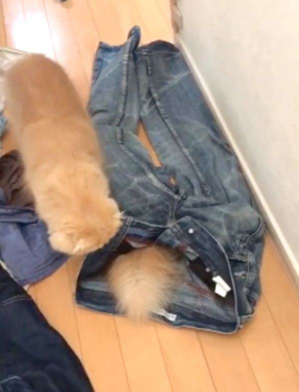 洗濯物で遊ぶミヌエットとスコティッシュフォールド