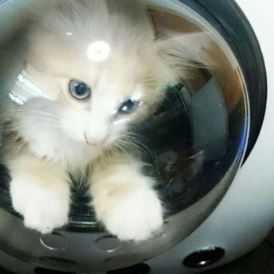 宇宙船キャリーに入るノルウェージアンフォレストキャットのわたくん