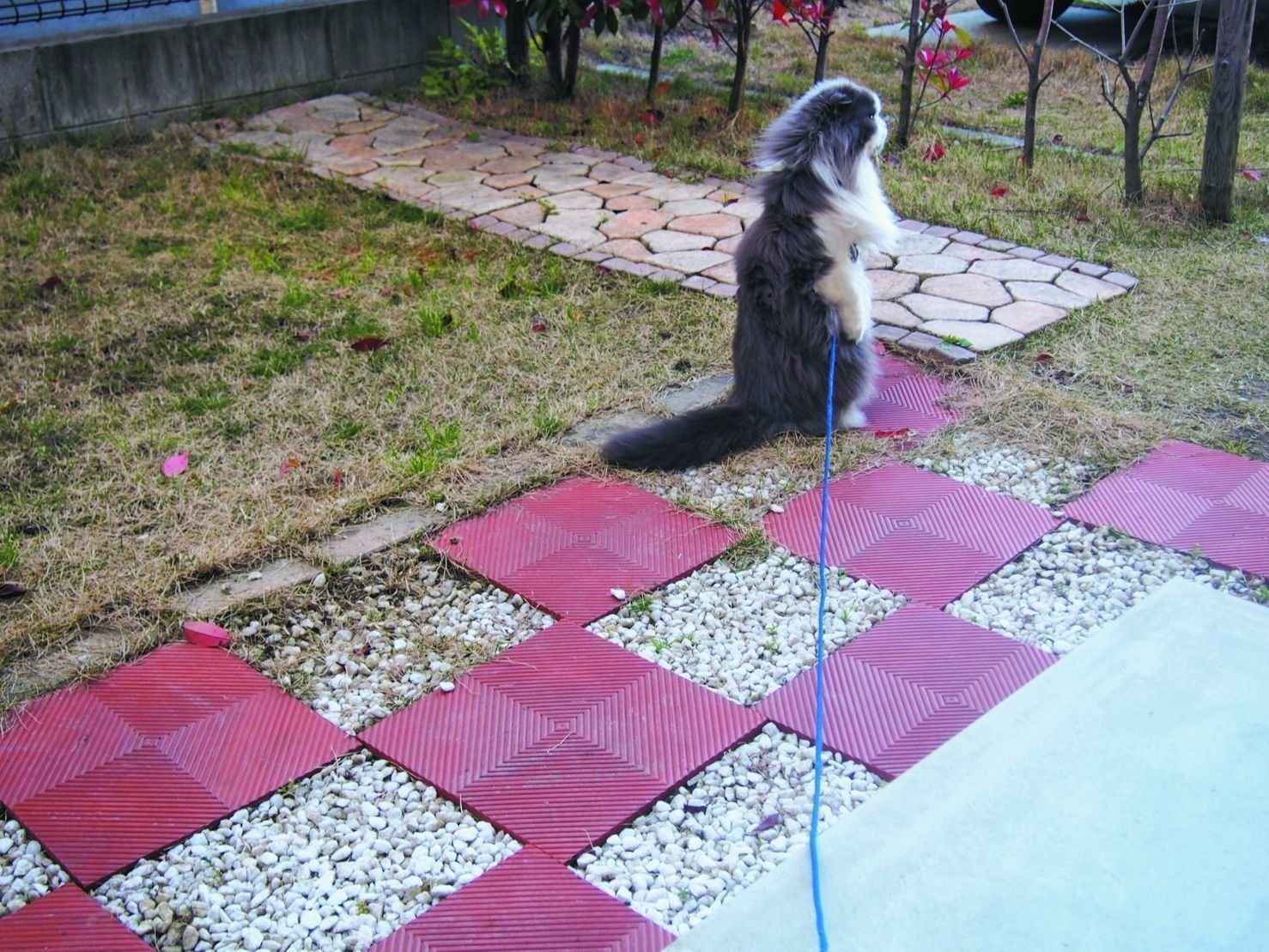 画像／ねこのきもち2019年８月号『猫よ、すんのかい　せんのかい　せーへんのかいっ！』