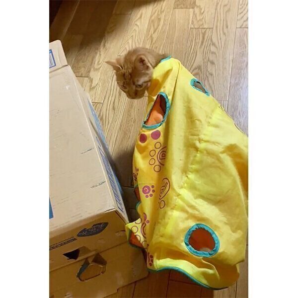 穴の部分に頭を入れてひきずって歩くつぶちゃん