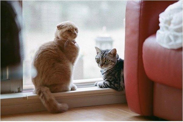 狭いところが好きなスコティッシュフォールド