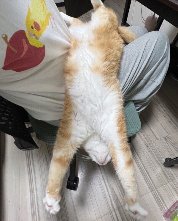 飼い主さんの膝の上でヘソ天ポーズをするクウちゃん