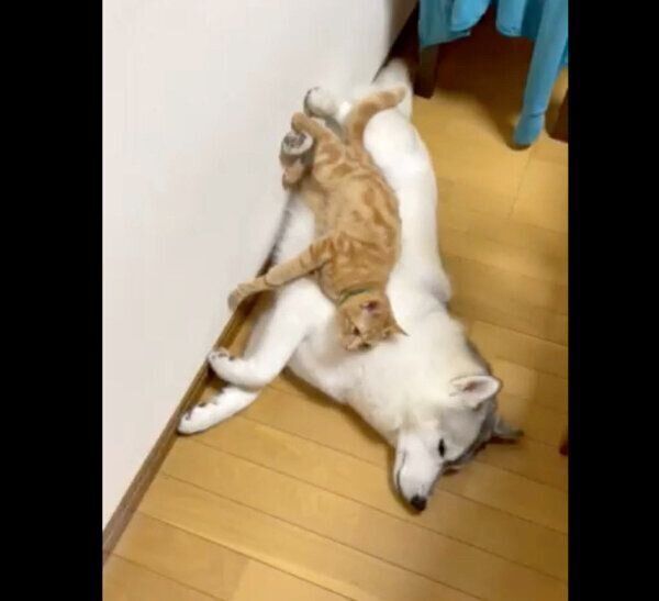 ユキちゃんの上に乗るレンちゃん