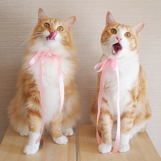 ジャパニーズ・ボブテイルのうりちゃんといくらちゃん