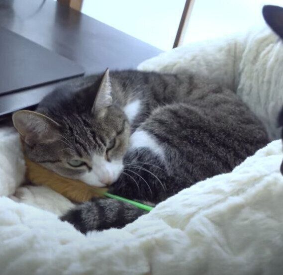 たわしを抱えるおはぎちゃん