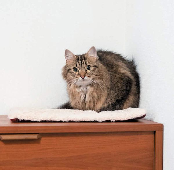 見つめる猫／「ねこのきもち」2018年11月号