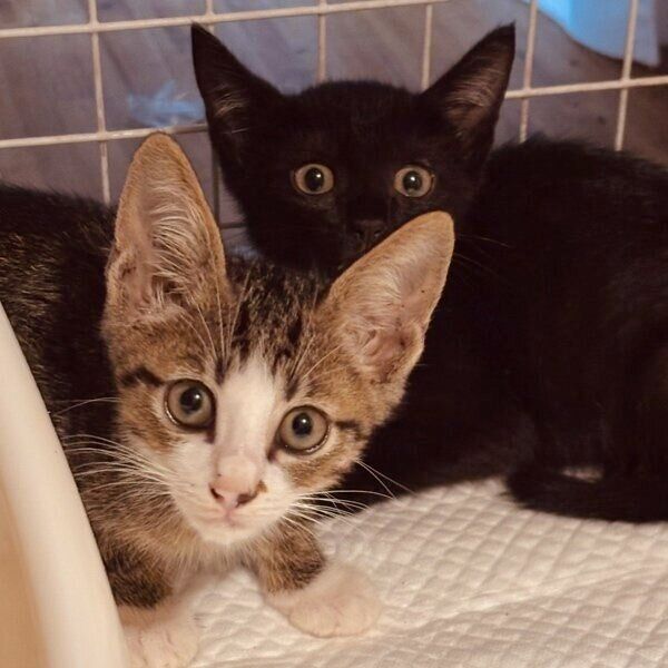 動物病院でのジタンくん、ダヤンくん