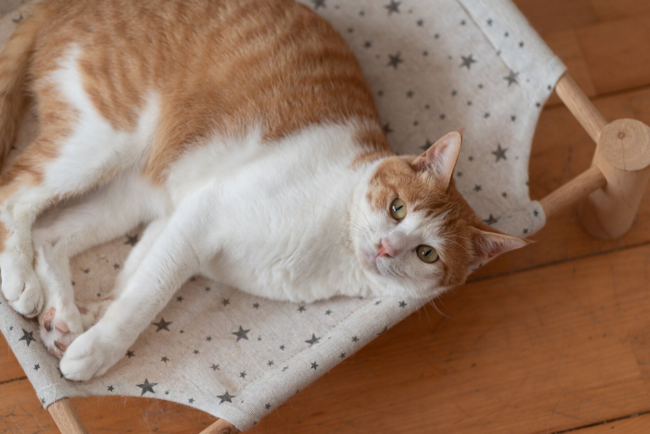 リラックス中の猫