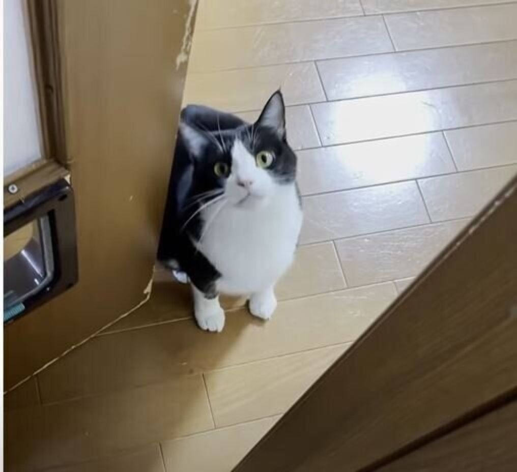 ドア閉めないで 少しの隙間から片手でドアを開けられちゃう猫 ねこのきもちweb Magazine ドア閉めないで 少しの隙間から片手でドアを開けられちゃう猫 ねこのきもちweb Magazine