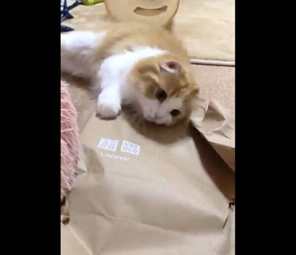 紙袋を破壊するちのさん