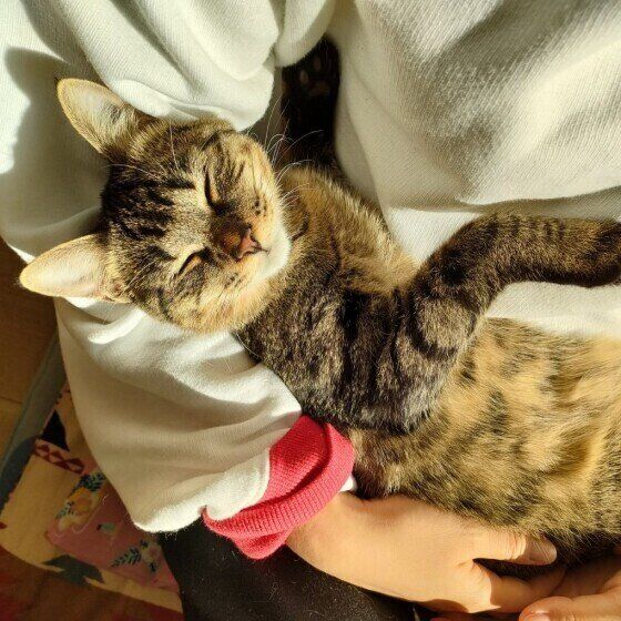 キジトラ猫のはるちゃん