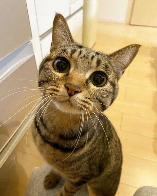 見つめるななちゃん