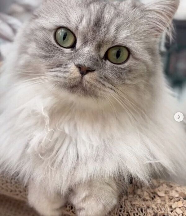 見つめるごすけくん