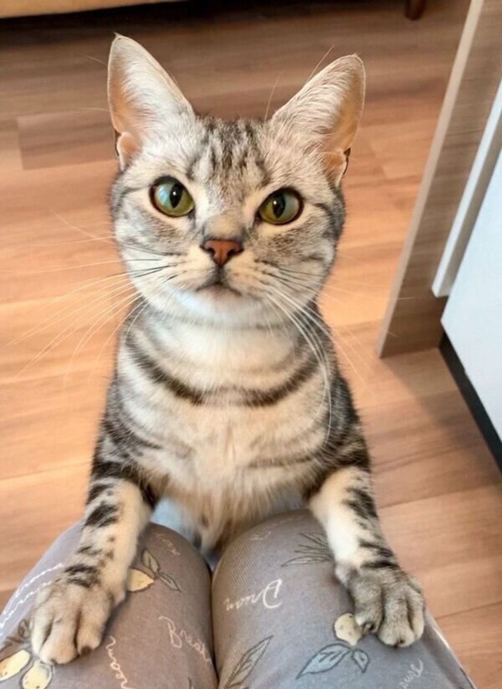 仕事が休みの日なのに どこにも行っちゃダメにゃ と飼い主の足にしがみつく猫が愛おしいと話題 ねこのきもちweb Magazine 仕事が休みの日なのに どこにも行っちゃダメにゃ と飼い主の足にしがみつく猫が愛おしいと話題 ねこのきもちweb Magazine