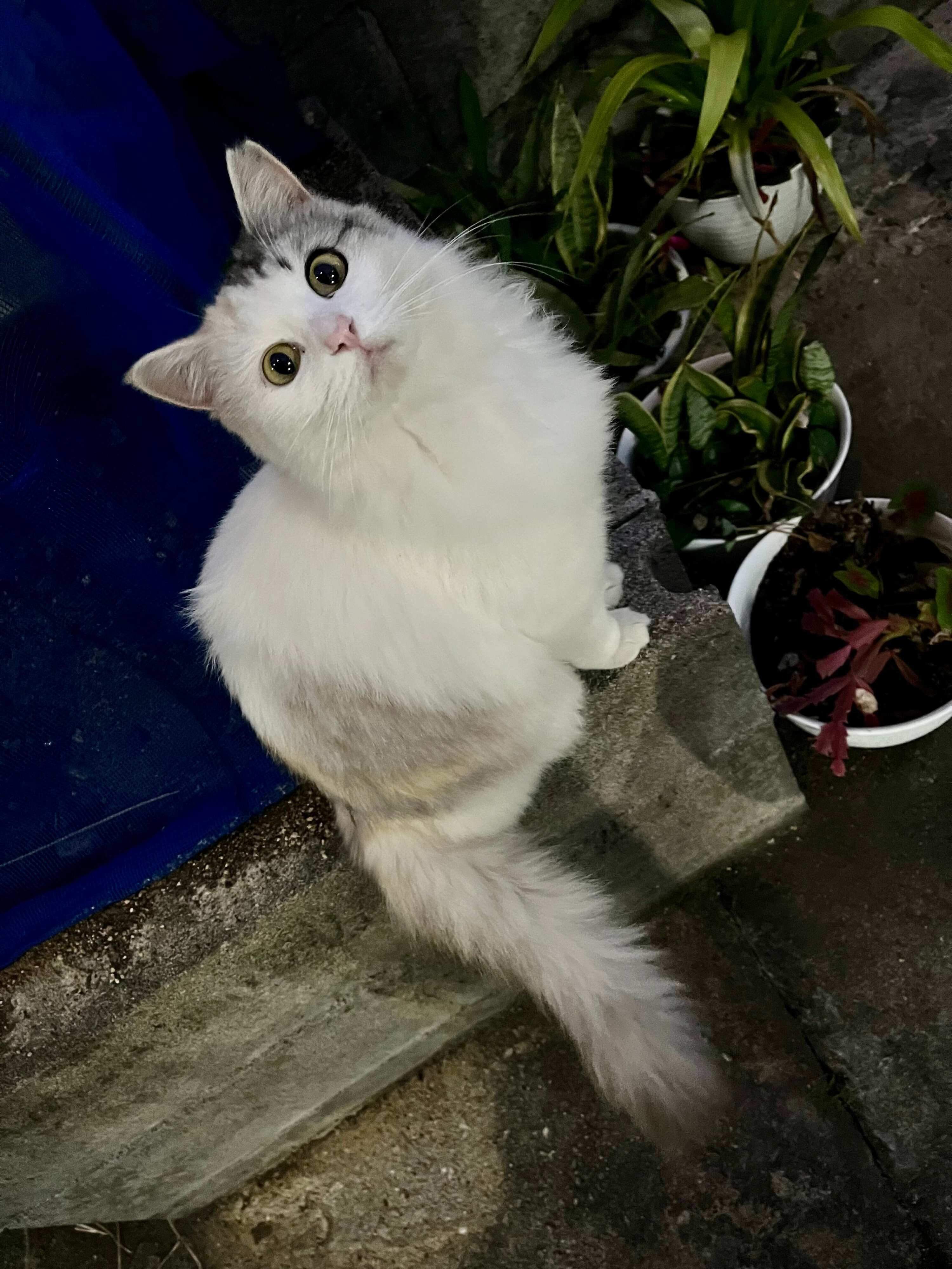 まだノラだったころのパワーちゃん