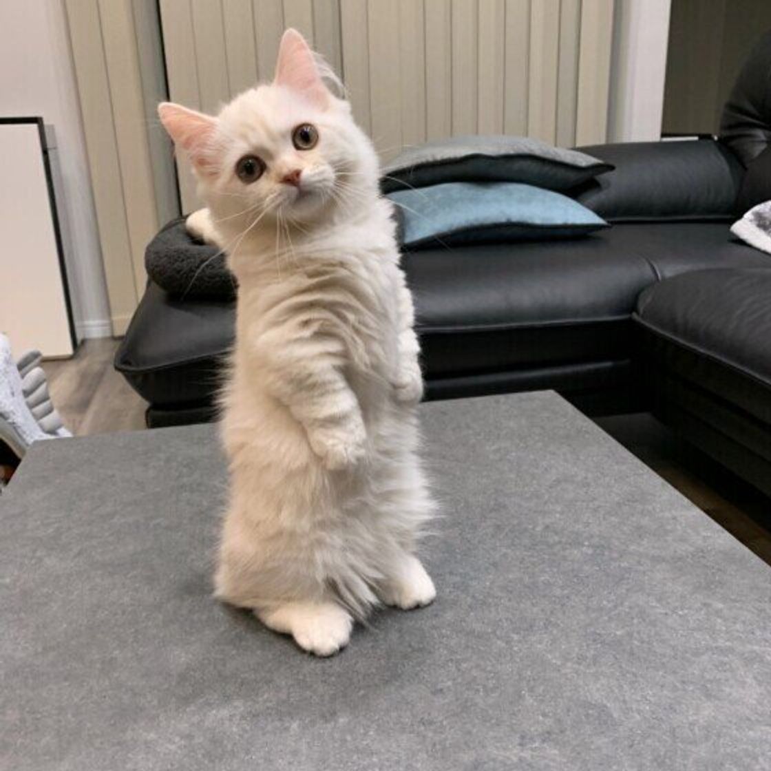 約7割の飼い主さんが 二本足で立つ猫 を目撃 何かに狙いを定めてヌッと立ち上がる ごはんの催促でちょうだいちょうだい ねこのきもちweb Magazine 約7割の飼い主さんが 二本足で立つ猫 を目撃 何かに狙いを定めてヌッと立ち上がる ごはんの催促でちょうだいちょうだい ねこのきもちweb Magazine
