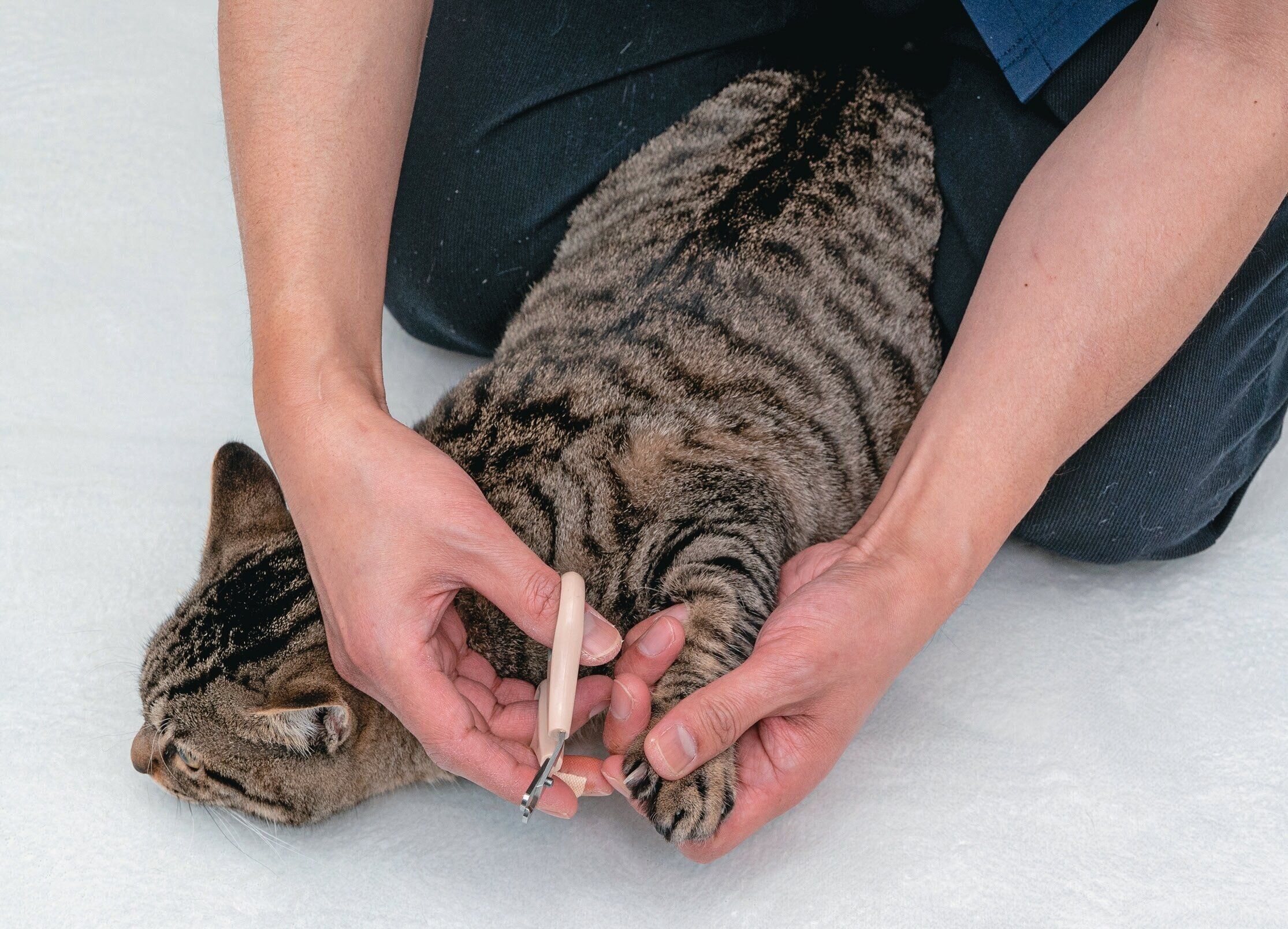 片手を猫の後頭部に添えて保定している様子