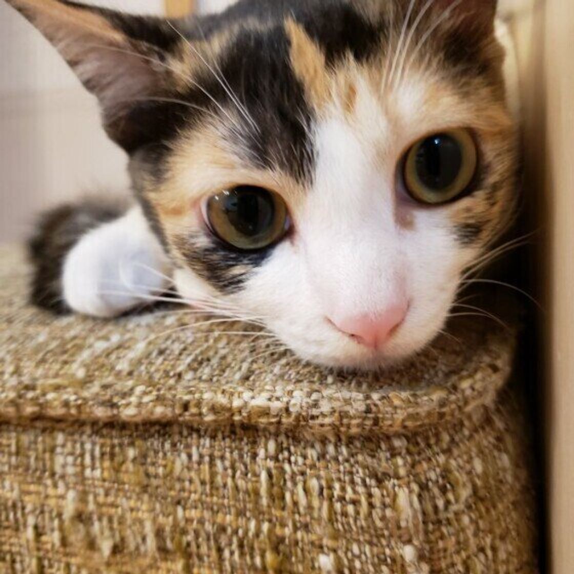 猫が 嫌いな人 に見せる態度は 不信感を抱かれる可能性があるng行為も解説 ねこのきもちweb Magazine