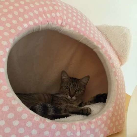 ピンクの水玉の猫ベッドにいる猫