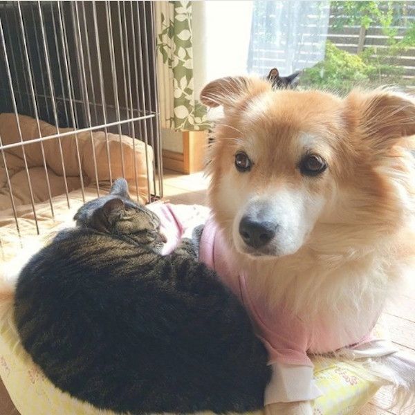 ワンコに寄り添うニャンコ