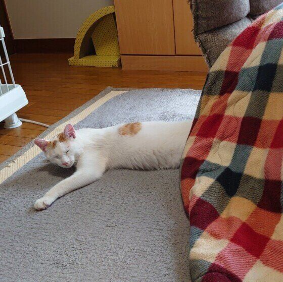 こたつから出てきたルルくん