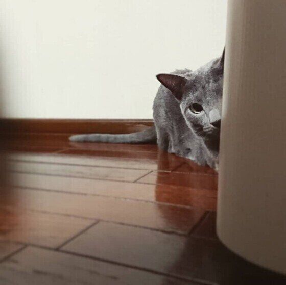 物陰からこちらを見るロシアンブルーのぐりくん