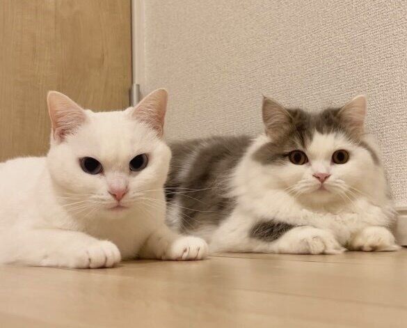 まったりするイヴちゃん、エルちゃん