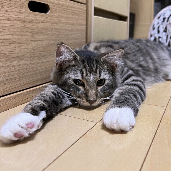 床に伸びるノルウェージアンフォレストキャット