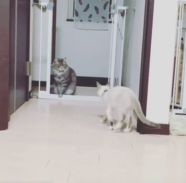 凛ちゃんにドッキリを仕掛ける鈴ちゃん