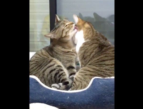 グルーミングするミントちゃんとライムちゃん