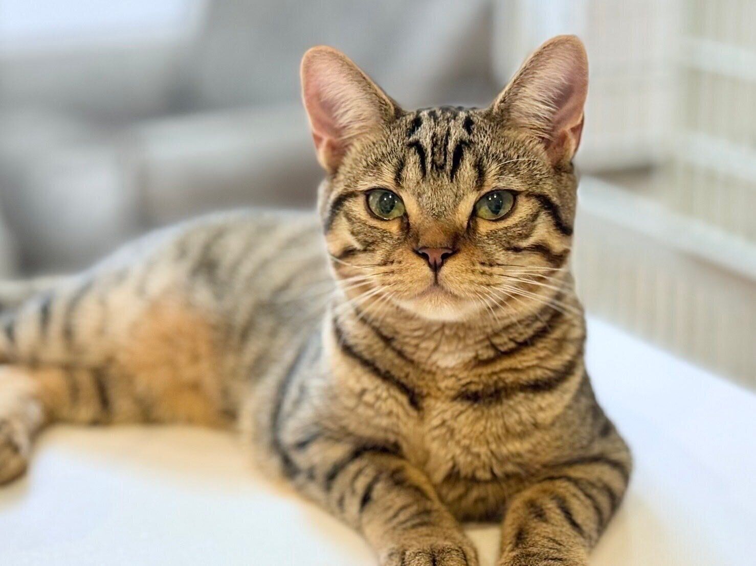 くつろいでいるアメリカンショートヘア