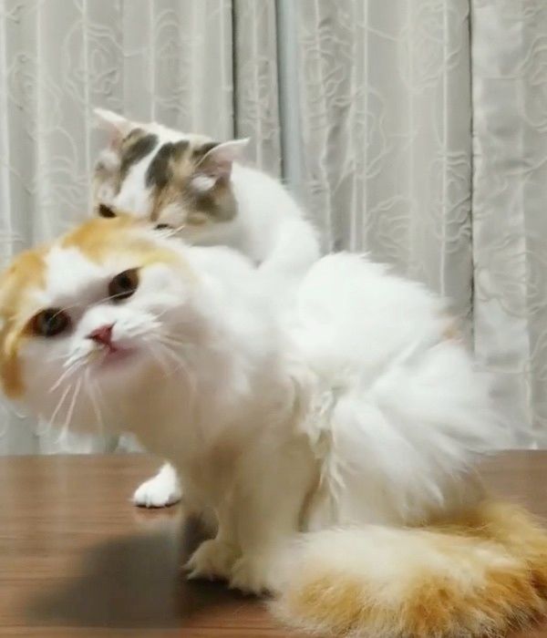 妹猫に倒される兄猫