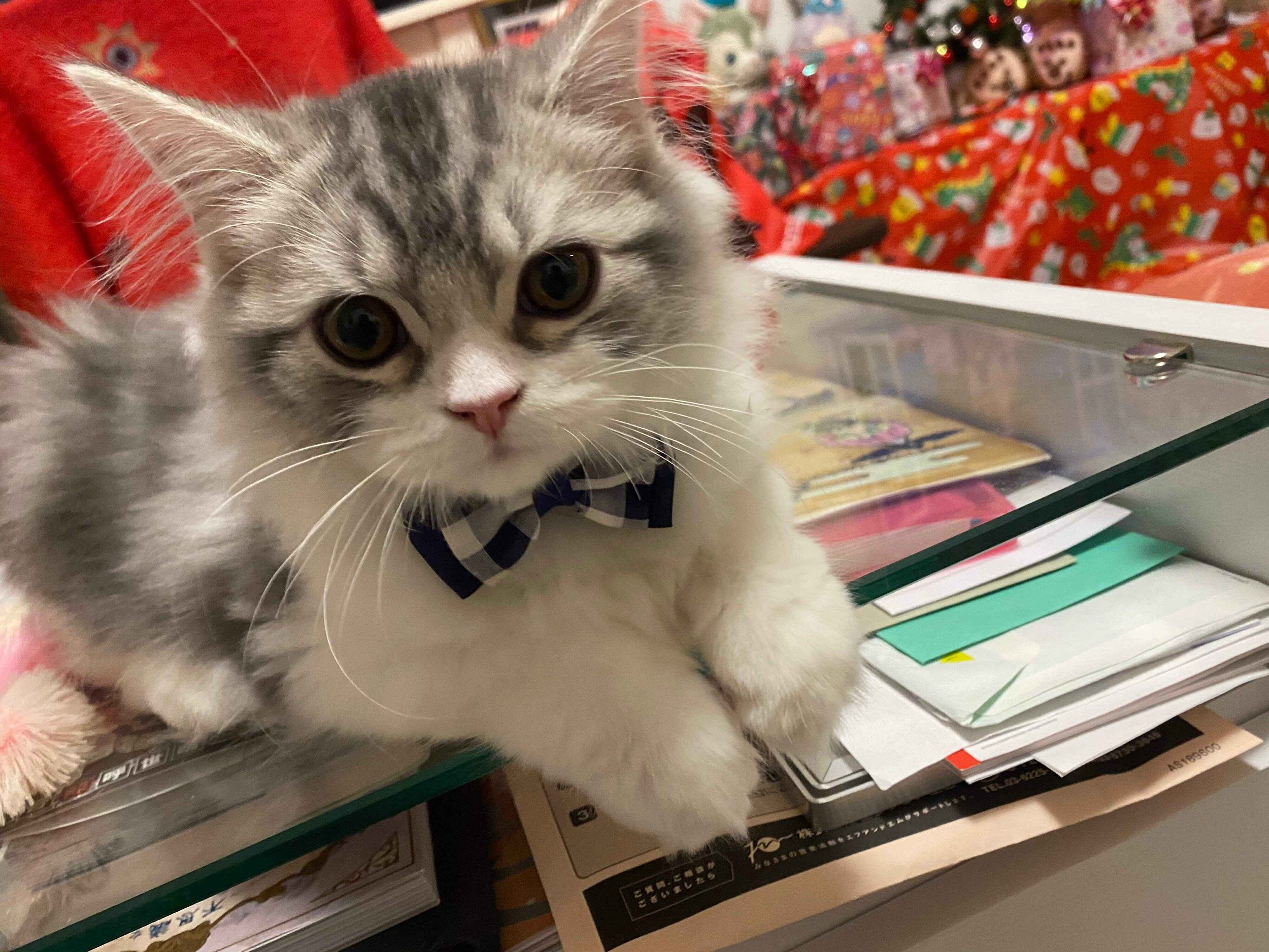 ねこのきもちWEB MAGAZINE ねこの日企画「MEN'S CAT」