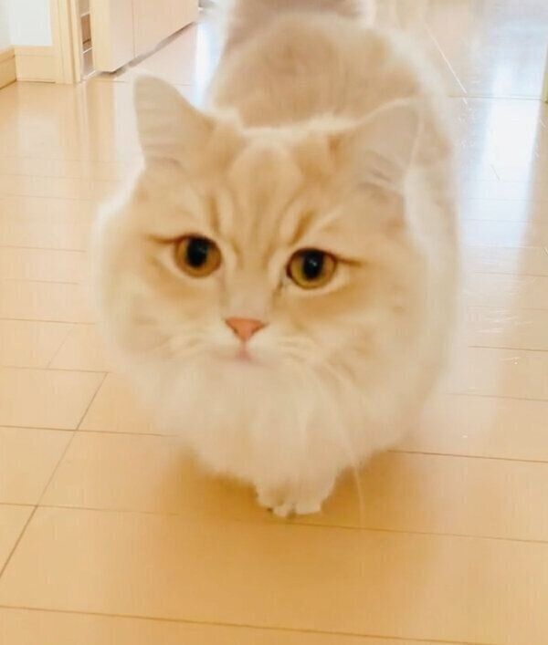 飼い主さんのことを出迎えるモニくん