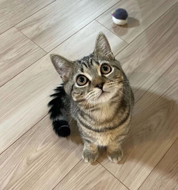 見つめるまっちゃくん