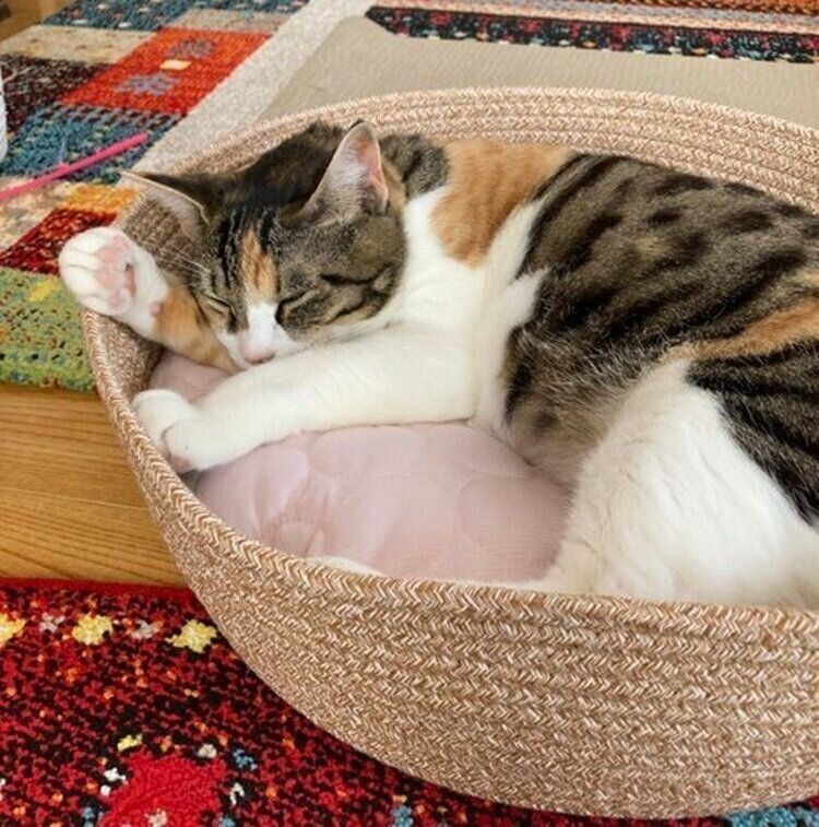 現在のミミちゃん。かごのベッドでぐっすり