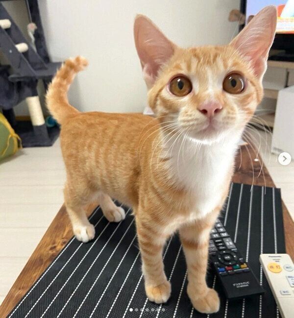 見つめるハマグリちゃん