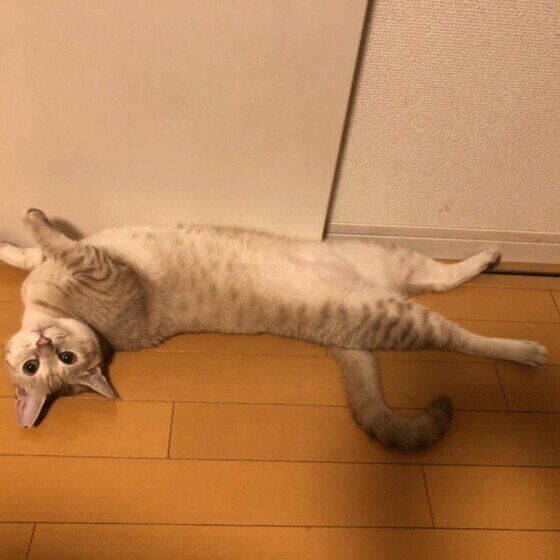 茶トラのツナちゃん