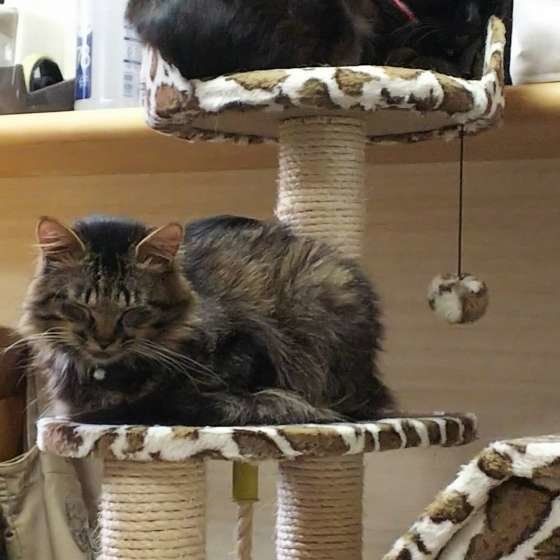 ねこタワーで眠るメインクーン