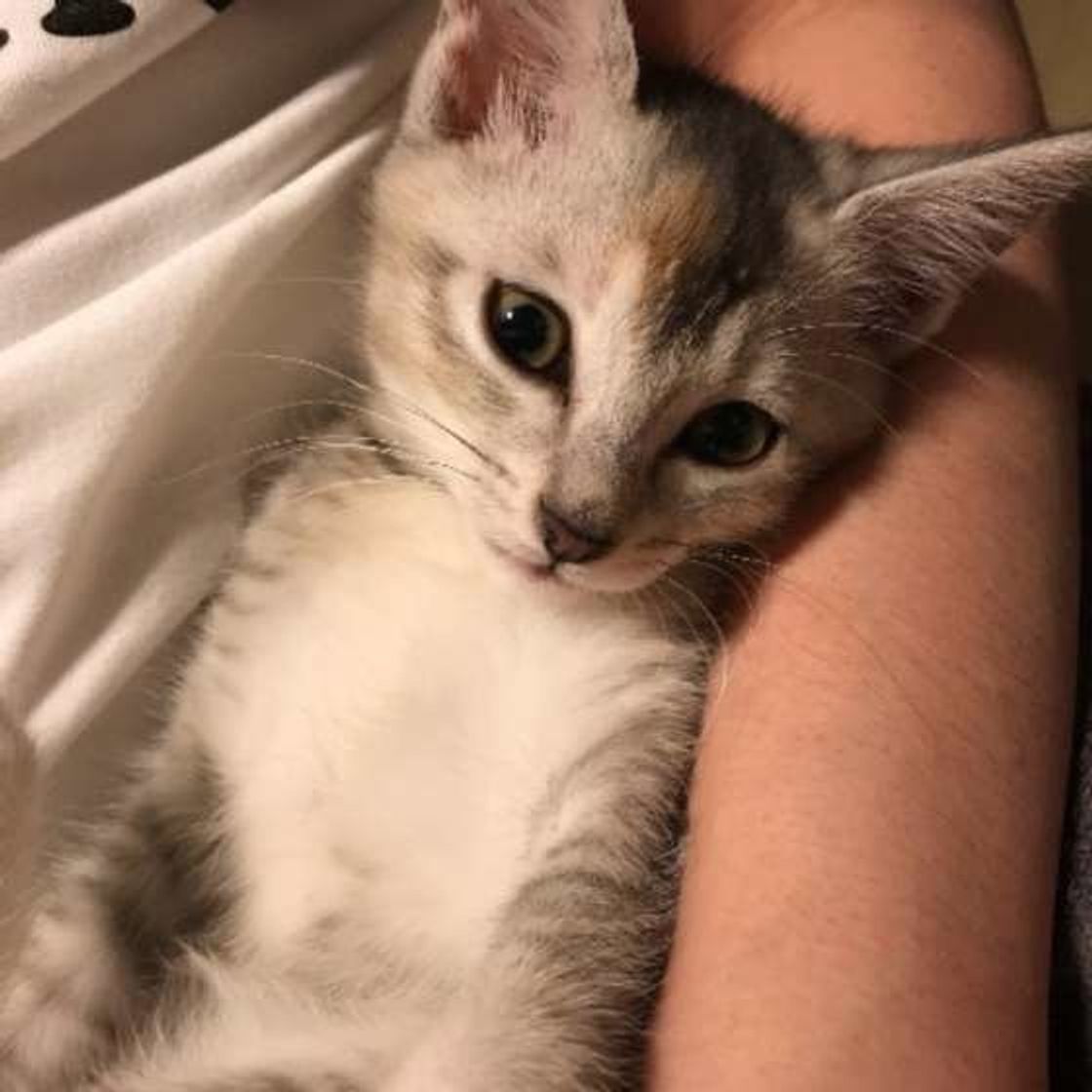 猫が飼い主さんの腕にギュッ 抱きつきたくなるのはどんな人 ねこのきもちweb Magazine 猫が飼い主さんの腕にギュッ 抱きつきたくなるのはどんな人 ねこのきもちweb Magazine