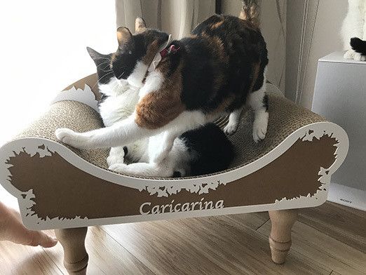 リュックとソラの恋愛事情