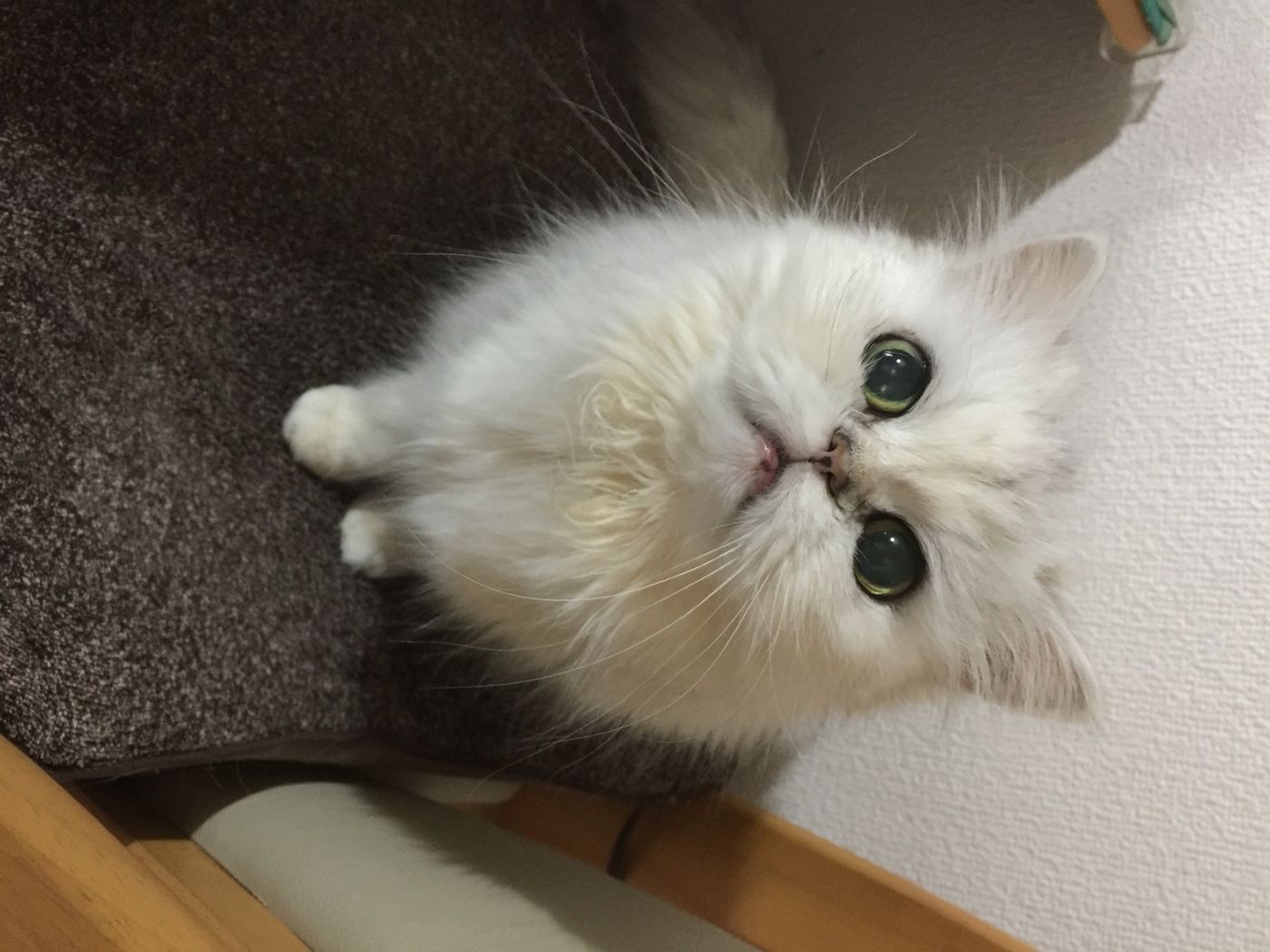 愛嬌があって高貴 そんな鼻ペチャがキュートな ペルシャ の魅力って ねこのきもちweb Magazine