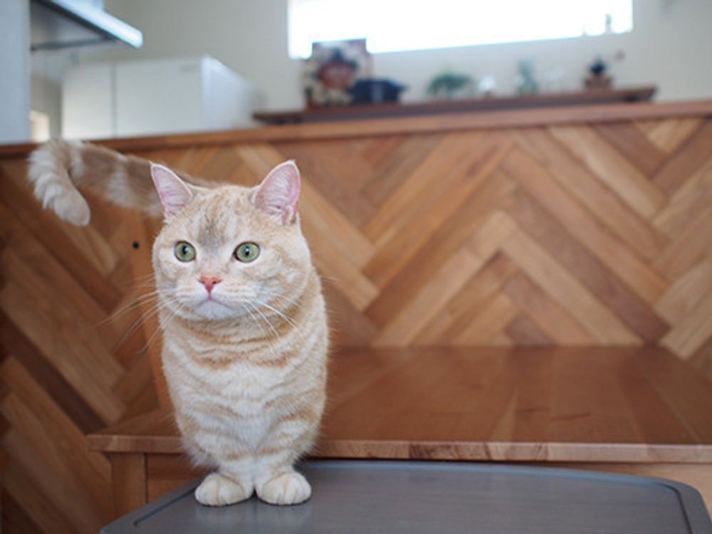 ぷーちゃんのジャンプ力 マンチカンのぷーちゃん Vol 27 ねこのきもちweb Magazine ぷーちゃんのジャンプ力 マンチカンのぷーちゃん Vol 27 ねこのきもちweb Magazine