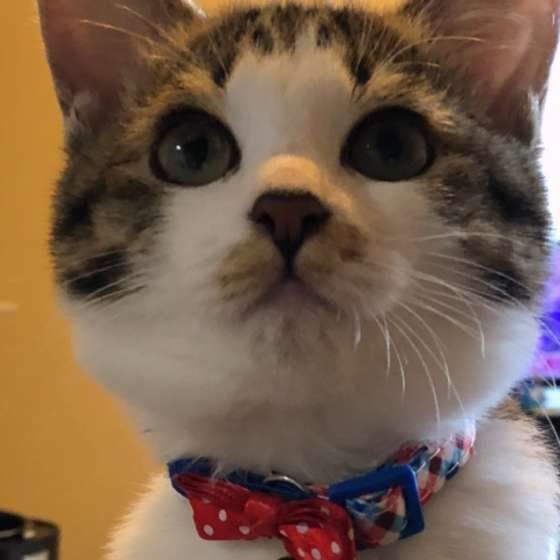 MIX茶×白の小雨ちゃん