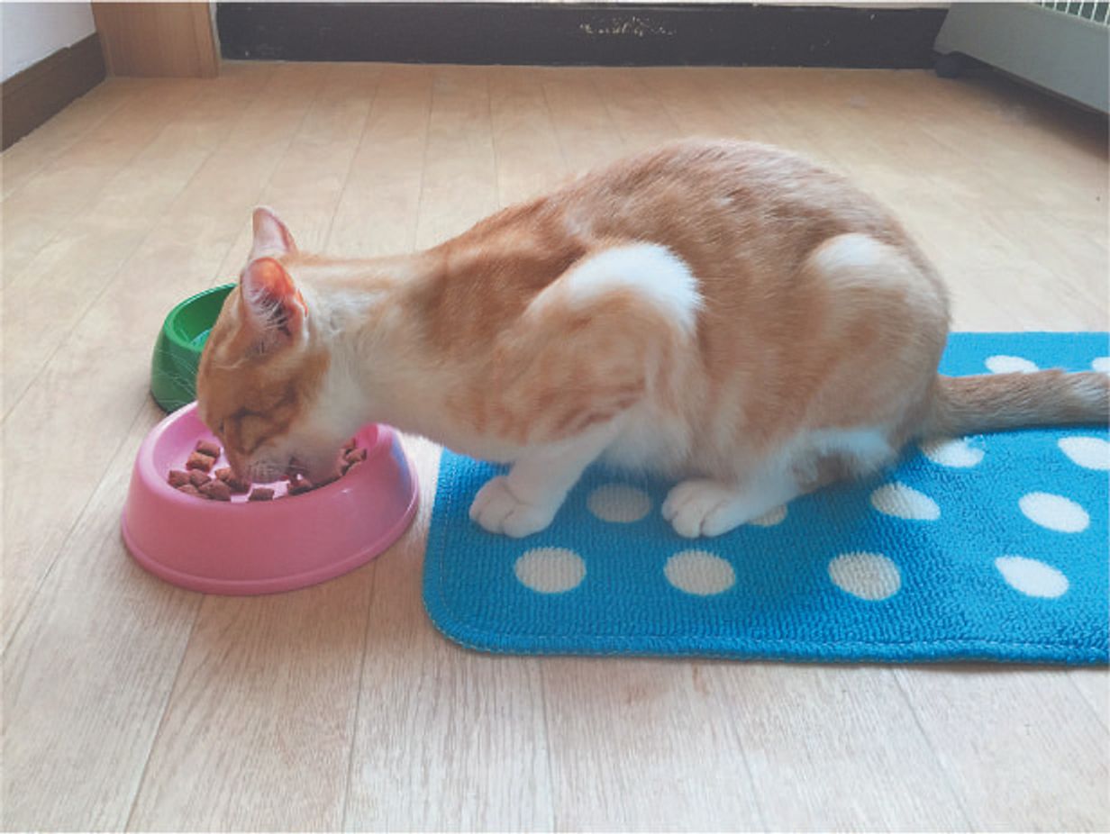 獣医師監修 秋冬に行いたい猫のケアは 防寒対策で快適さアップ ねこのきもちweb Magazine 獣医師監修 秋冬に行いたい猫のケアは 防寒対策で快適さアップ ねこのきもちweb Magazine