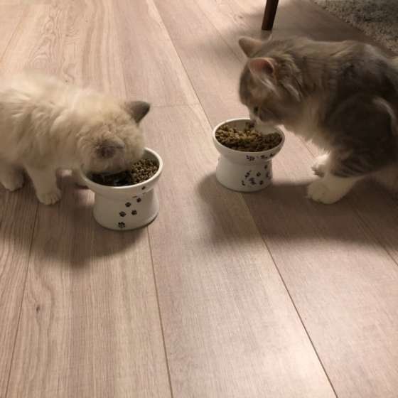 アルファちゃんたち