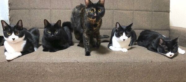 キレイに並ぶ猫